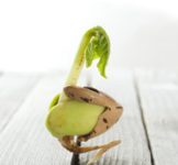 Vitalfood Kiemen